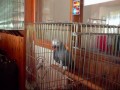 Мяукающий попугай