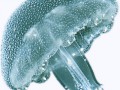 1332749657_meduza2
