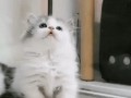 лапочка