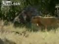 Львы убили туриста