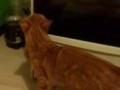 Котэ3