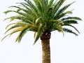 Cutout Palm Tree 9_3D_p