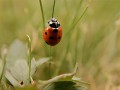 коровка (6)