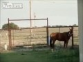 мудак стреляет в лошади в знак протеста против борцов за права животных