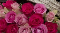 Pink-and-red-roses-basket_1280x1024
