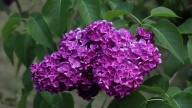 IMG_9856 копия