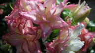 IMG_8866 копия