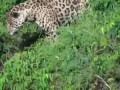 leopard attacks crocodile in river .. huge alligator
