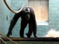 Немного странный шимпанзе