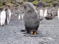 Тюлень изнасиловал пингвина на глазах у всей стаи