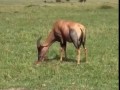 Гиена ест детскую газель после момента рождения -18