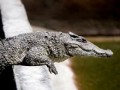 Интеллект крокодила! Насколько крокодил умен?