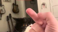 PROOF MY CAT KNOWS WHAT A MIDDLE FINGER MEANS