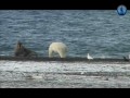 белые медведи за минуту съели тюленя