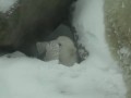 Медвежонок в снегу