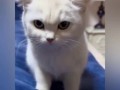 You only have one job human