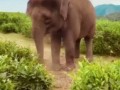 Как слоны спасаются от жары