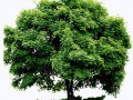 tree-png-image-stock-without-background-27