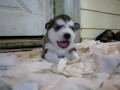 cute puppy howl