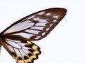 butterfly-mesh-max (1)
