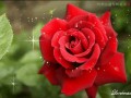 Свежая роза