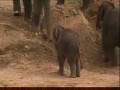 Слоновий пинок