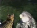 Необычная дружба кота и дельфина