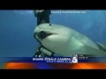 Акула крадет подводную камеру
