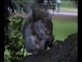 Белка жрет воробья в Бостонском парке (squirrel eats sparrow)