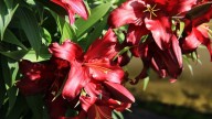 IMG_8882 копия