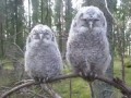 Два совенка на суку | Two Owls on a branch | Deux hiboux sur une branche