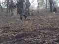Стрековый бой в лесополосе