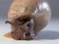 Euglandina rosea (Rosy Wolf Snail) on the hunt! [upgrade]