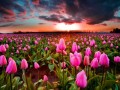 Tulips_Fields_Sunrises_443158
