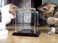 Котята изучают законы физики на практике