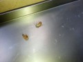 Таракашки в мясном магазине
