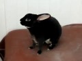 Орущий кролик - screaming bunny
