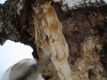 Замедленная съемка, как дятел долбит дерево, woodpecker breaks a tree in slow mo
