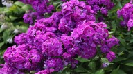 IMG_0005 копия