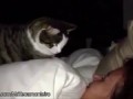 Cat Alarm Clocks Are The Best Alarm Clocks [Funny Compilation]