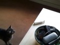 Кот атакует электробритву