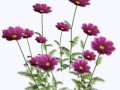 wiesenblumen