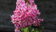 IMG_0039 копия