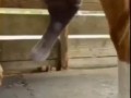 Лошади сделали протез ноги, и теперь она снова способна бегать