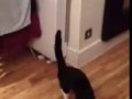 Funny cat walk