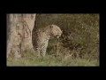 Мать антилопа защищает детёныша от голодного леопарда!