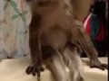 Cute Monkey Takes Bath / Милая обезьянка принимает ванну