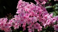 IMG_0013 копия