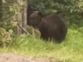 Медведи пугают жителей Тавды