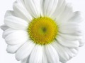 camomile10_yapfiles